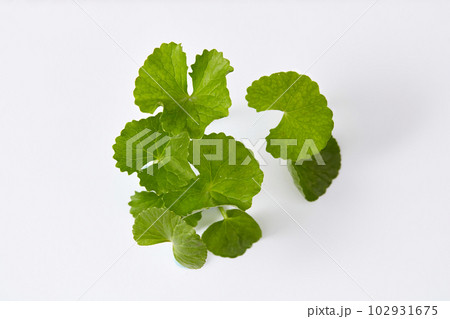 Advertising scene for cosmetic with fresh gotu kola leaves isolated on white background. Close up. Gotu kola extract is a natural beauty ingredient known for its beneficial effects 102931675