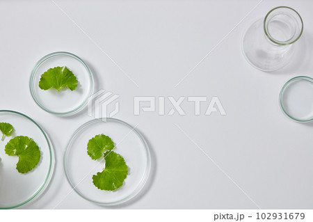 Top view of petri dish and lab glassware containing fresh gotu kola on white background. Blank space in the middle for display cosmetic product. Top view of petri dish and lab glassware containing fresh gotu kola on white background. Blank space in the middle for display cosmetic product. 102931679