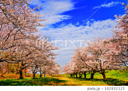 桜並木(群馬県) 桜並木(群馬県) 102932125