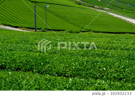 八女中央大茶園 新緑の緑輝く広大な茶畑の景観 八女中央大茶園 新緑の緑輝く広大な茶畑の景観 102932233