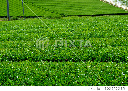 八女中央大茶園 新緑の緑輝く広大な茶畑の景観 八女中央大茶園 新緑の緑輝く広大な茶畑の景観 102932236