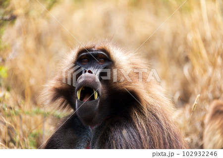 Endemic Gelada, Theropithecus gelada, in Debre Libanos, Simien mountain, Ethiopia wildlife Endemic Gelada, Theropithecus gelada, in Debre Libanos, Simien mountain, Ethiopia wildlife 102932246