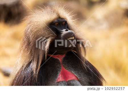 Endemic Gelada, Theropithecus gelada, in Simien mountain, Ethiopia wildlife 102932257