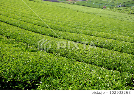 八女中央大茶園　新緑の緑輝く広大な茶畑の景観 102932268
