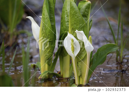 早春の森の水芭蕉 早春の森の水芭蕉 102932373