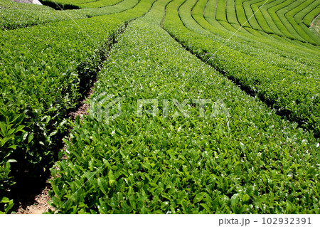 八女中央大茶園　新緑の緑輝く広大な茶畑の景観 102932391