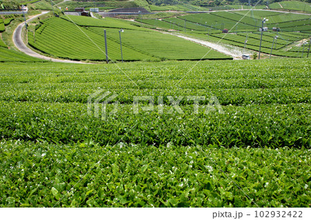 八女中央大茶園 新緑の緑輝く広大な茶畑の景観 八女中央大茶園 新緑の緑輝く広大な茶畑の景観 102932422