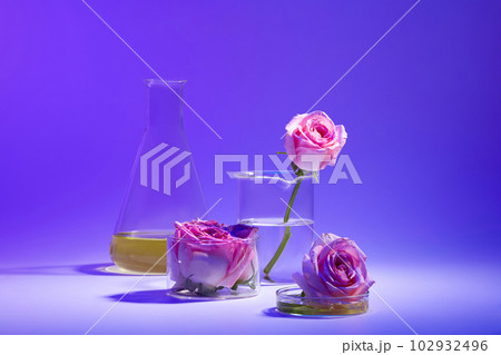 The concept of natural cosmetics from rose ingredient. Erlenmeyer flask, beaker and petri dish containing fresh rose and color liquid on gradient blue background. 102932496
