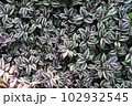 一面の葉 一面の葉 102932545