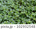 一面の葉 一面の葉 102932548