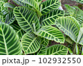 一面の葉 一面の葉 102932550