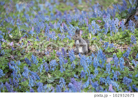 エゾエンゴサクの花畑とエゾリス 102932675