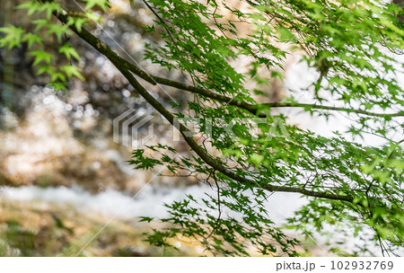 初夏の爽やかな風が青もみじを揺らす岳間渓谷と滝との新緑風景 初夏の爽やかな風が青もみじを揺らす岳間渓谷と滝との新緑風景 102932769