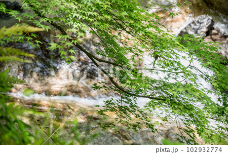初夏の爽やかな風が青もみじを揺らす岳間渓谷と滝との新緑風景 初夏の爽やかな風が青もみじを揺らす岳間渓谷と滝との新緑風景 102932774