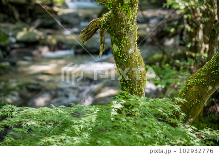 初夏の爽やかな風が青もみじを揺らす岳間渓谷と滝との新緑風景 102932776