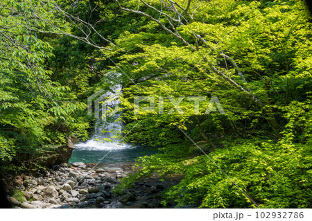 初夏の爽やかな風が青もみじを揺らす岳間渓谷と滝との新緑風景 102932786