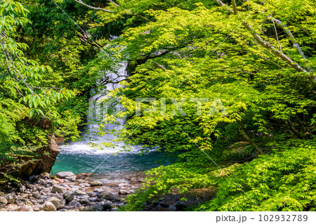初夏の爽やかな風が青もみじを揺らす岳間渓谷と滝との新緑風景 102932789