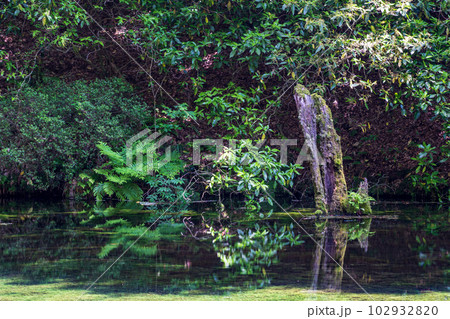 初夏の爽やかな風が青もみじを揺らす岳間渓谷と滝との新緑風景 初夏の爽やかな風が青もみじを揺らす岳間渓谷と滝との新緑風景 102932820