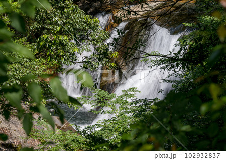 初夏の爽やかな風が青もみじを揺らす岳間渓谷と滝との新緑風景 102932837