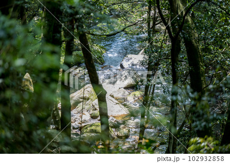 初夏の爽やかな風が青もみじを揺らす岳間渓谷と滝との新緑風景 102932858