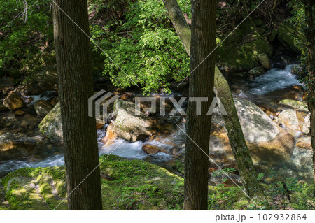 初夏の爽やかな風が青もみじを揺らす岳間渓谷と滝との新緑風景 102932864