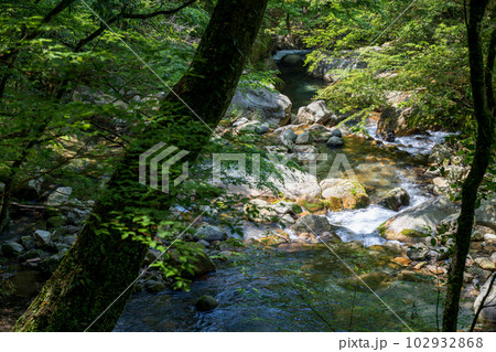 初夏の爽やかな風が青もみじを揺らす岳間渓谷と滝との新緑風景 初夏の爽やかな風が青もみじを揺らす岳間渓谷と滝との新緑風景 102932868