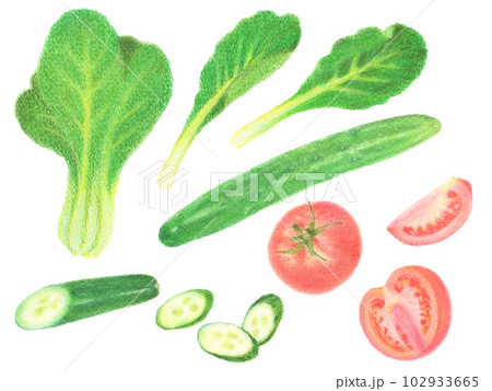 緑黄色野菜セット　コマツナとキュウリとトマト　カットされた野菜たち 102933665