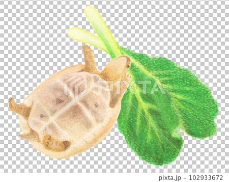 Greek tortoise cubs playing on Komatsuna leaves - Stock Illustration ...