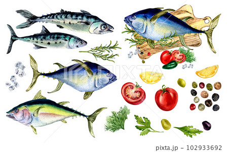 Bundle of tuna, mackerel and herbs watercolor isolated on white. Wild fish, spices, lemon, tomatoes, olives and lemon, vegetables hand drawn. Design element for menu, cookbook, wrapping, package Bundle of tuna, mackerel and herbs watercolor isolated on white. Wild fish, spices, lemon, tomatoes, olives and lemon, vegetables hand drawn. Design element for menu, cookbook, wrapping, package 102933692