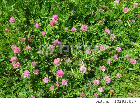 アカツメクサ 102933927