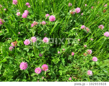 アカツメクサ アカツメクサ 102933928