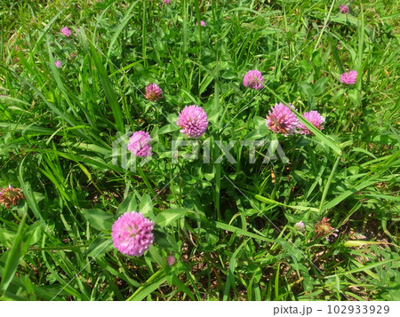 アカツメクサ 102933929