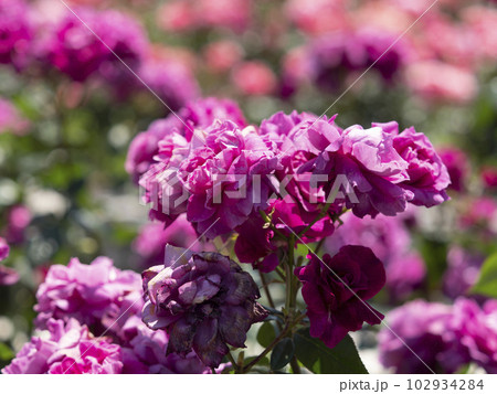 鮮やかな薔薇の花『イントゥリーグ』 鮮やかな薔薇の花『イントゥリーグ』 102934284