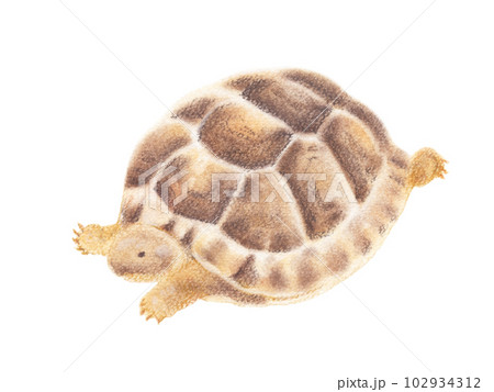 真剣な眼差しで脚をバタつかせるギリシャリクガメの子亀 真剣な眼差しで脚をバタつかせるギリシャリクガメの子亀 102934312