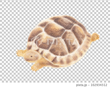 真剣な眼差しで脚をバタつかせるギリシャリクガメの子亀 真剣な眼差しで脚をバタつかせるギリシャリクガメの子亀 102934312