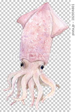 水彩イラスト 手描きイラスト イカ 水彩イラスト 手描きイラスト イカ 102934801