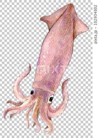 Watercolor illustration, hand-drawn illustration, squid 102934802