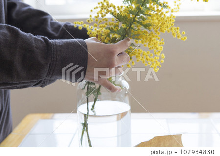 ミモザの切り花を花瓶にいける人物 102934830