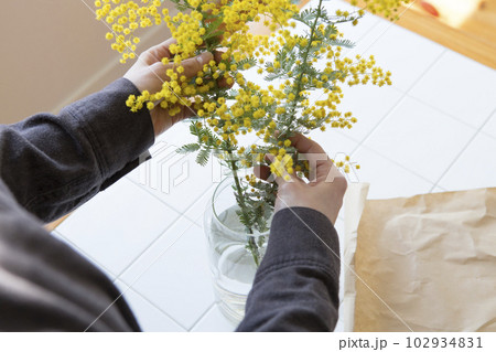 ミモザの切り花を花瓶にいける人物 ミモザの切り花を花瓶にいける人物 102934831