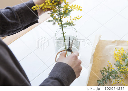 ミモザの切り花を花瓶にいける人物 ミモザの切り花を花瓶にいける人物 102934833