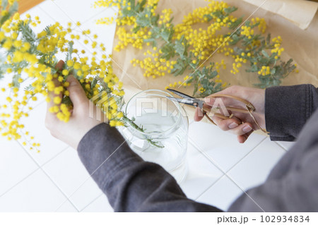 ミモザの切り花を花瓶にいける人物 ミモザの切り花を花瓶にいける人物 102934834