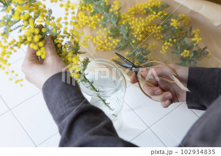 ミモザの切り花を花瓶にいける人物 ミモザの切り花を花瓶にいける人物 102934835