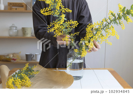 ミモザの切り花を花瓶にいける人物 ミモザの切り花を花瓶にいける人物 102934845