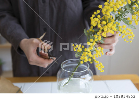 ミモザの切り花を花瓶にいける人物 102934852
