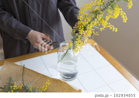 ミモザの切り花を花瓶にいける人物 102934855
