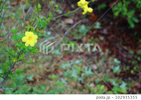 オウバイの花と雨雫 オウバイの花と雨雫 102935355