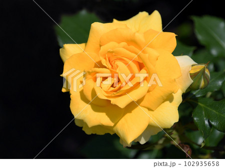 黄色いバラ　ゴールド・バニー 102935658