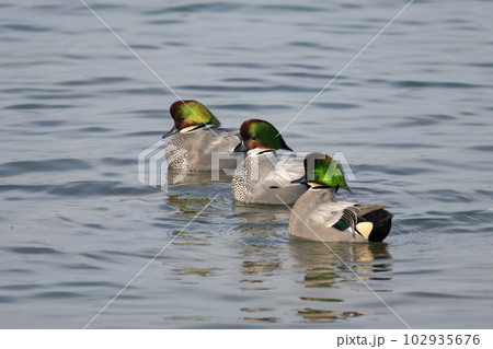 越冬するヨシガモ雄達 越冬するヨシガモ雄達 102935676