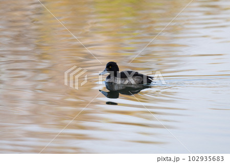 冬期、川面を泳ぐキンクロハジロ 102935683