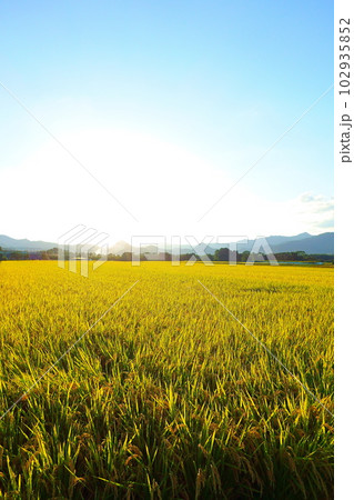 稲穂　稲　新米　秋 102935852